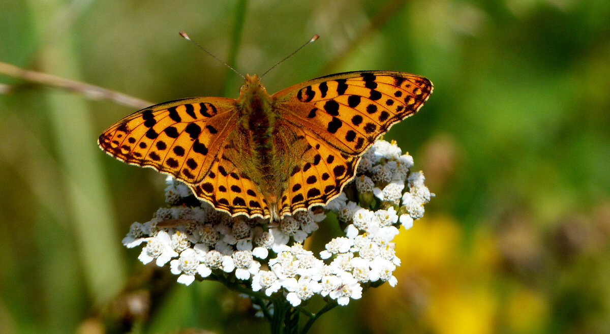 опять про бабочек...165 - Александр Прокудин опять про бабочек...165 - Александр Прокудин