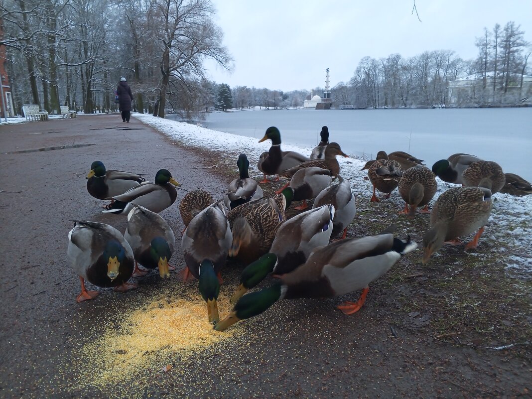 Утки - Сапсан 