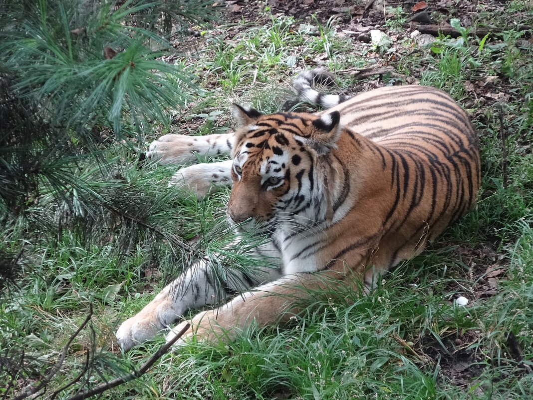 Амурский тигр - Лидия Бусурина