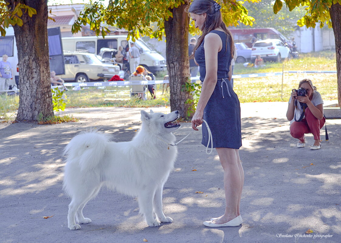 Выставка собак. - Светлана Ищенко