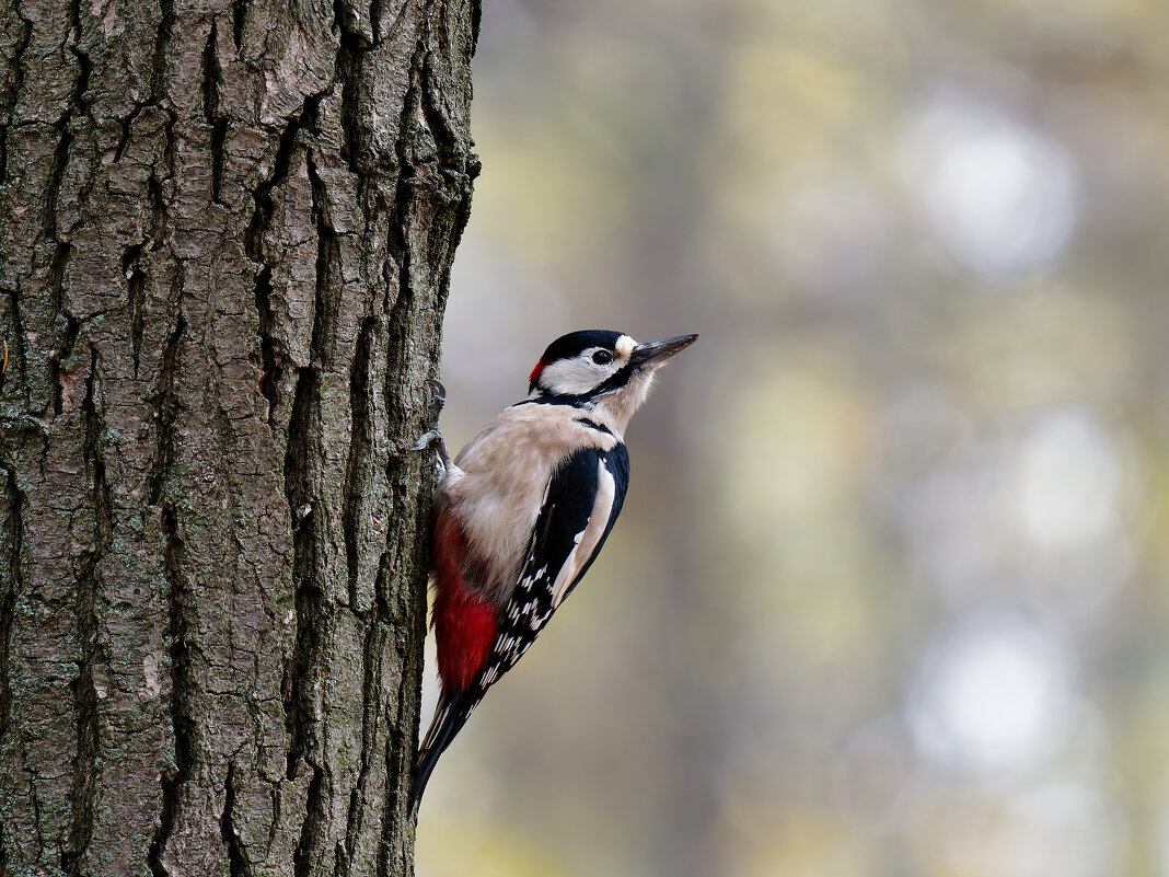 любопытный дятел - Alex Molodetsky любопытный дятел - Alex Molodetsky