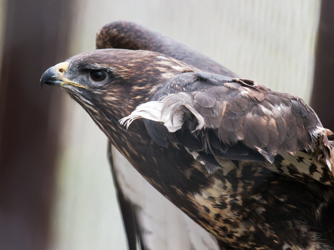 Канюк - Alex Molodetsky