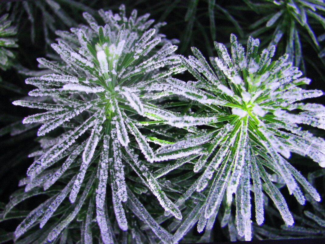 Молочай кипарисовый украсился - Людмила Смородинская Молочай кипарисовый украсился - Людмила Смородинская