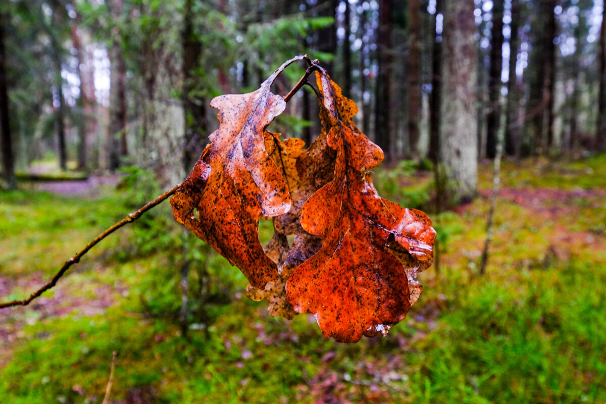 По пути.... - Георгий А