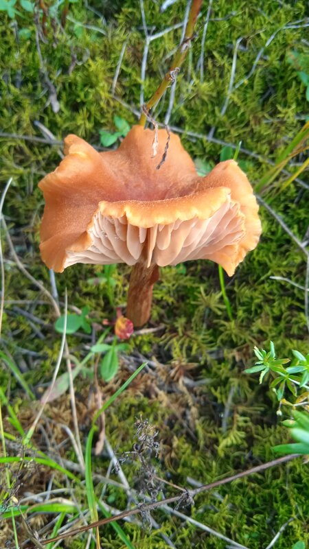 очаровательная поганка - Елена Шаламова очаровательная поганка - Елена Шаламова