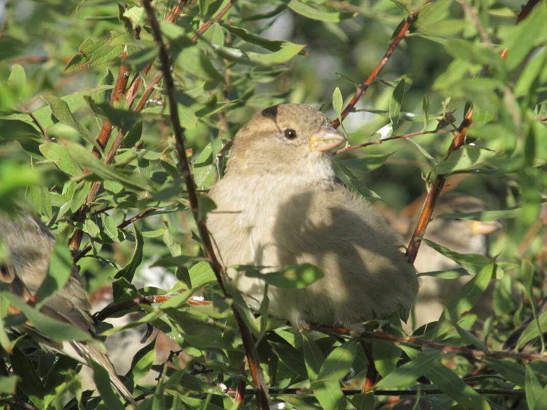 воробышек - Елена Шаламова воробышек - Елена Шаламова