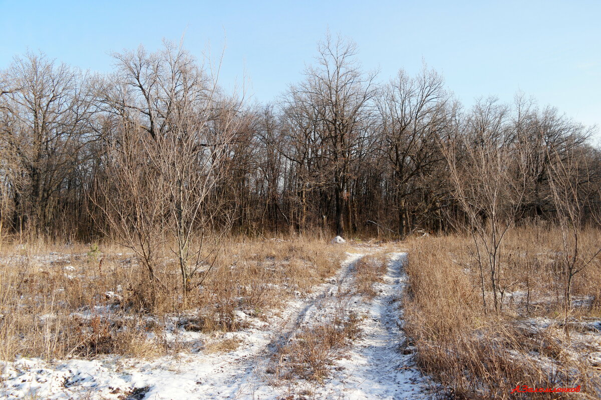 Да, долго нам ещё на лыжах не ходить... - Андрей Заломленков Да, долго нам ещё на лыжах не ходить... - Андрей Заломленков