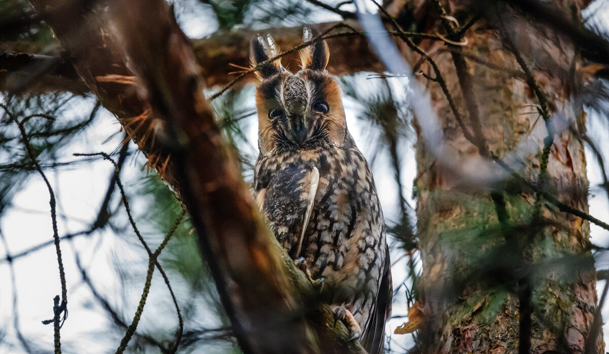 Увидеть сову... - Владимир Безбородов Увидеть сову... - Владимир Безбородов