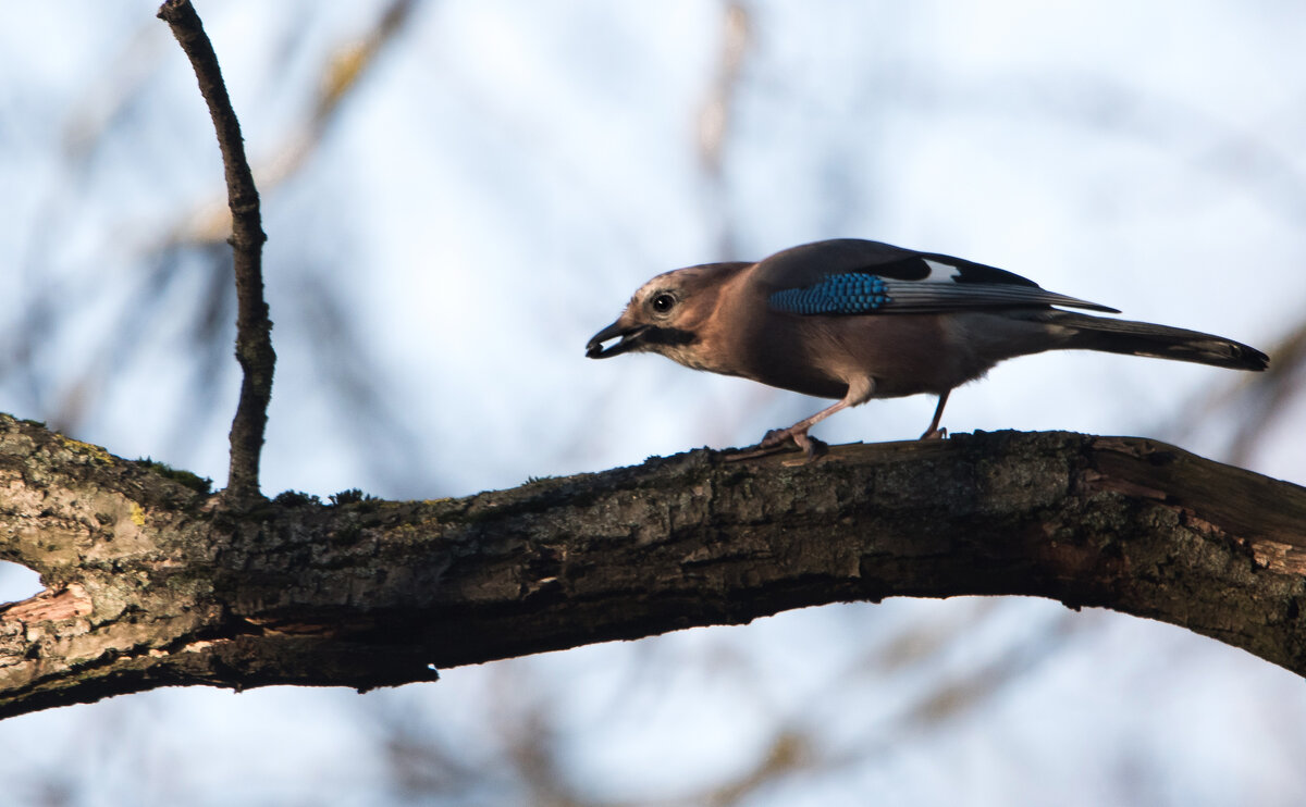 Сойка. - Владимир Безбородов
