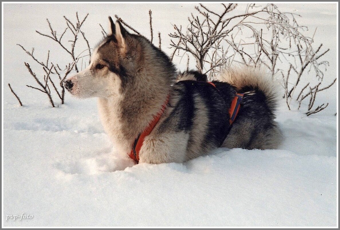 В родной стихии. - Владимир Попов В родной стихии. - Владимир Попов
