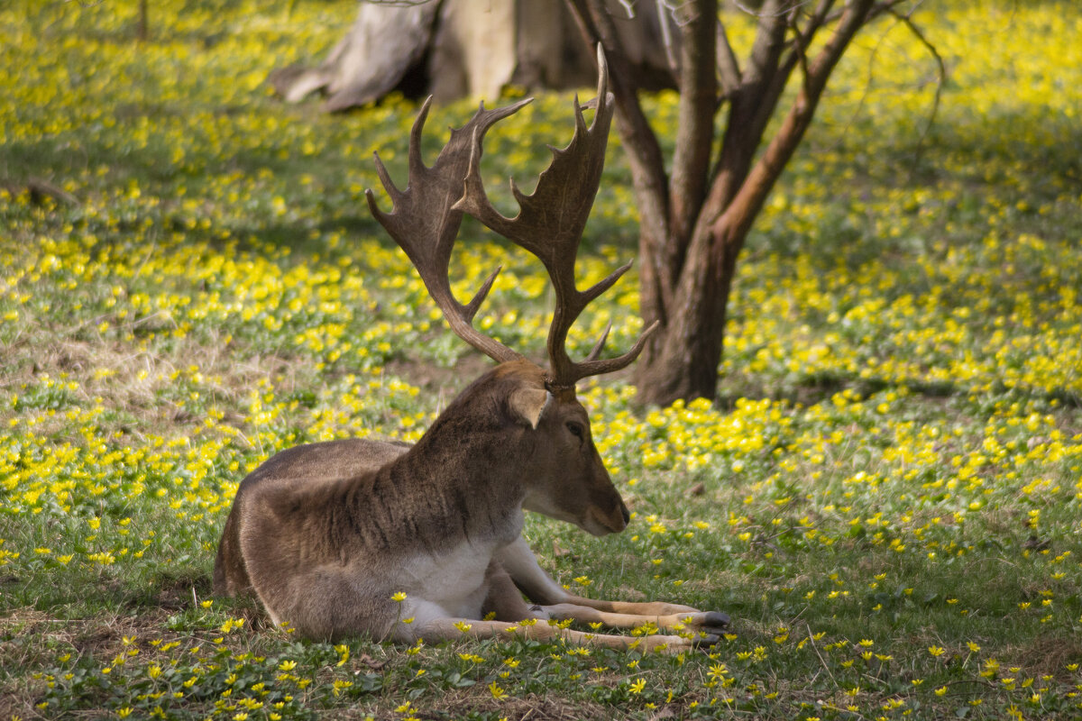 Олень. - Александр. AVG100 --- Олень. - Александр. AVG100 ---