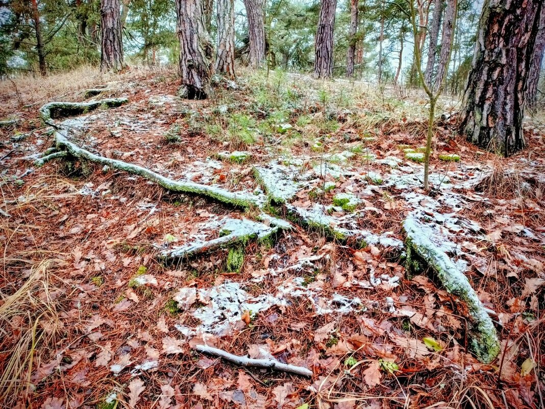 Первый снег в Подмосковье. - Михаил Столяров