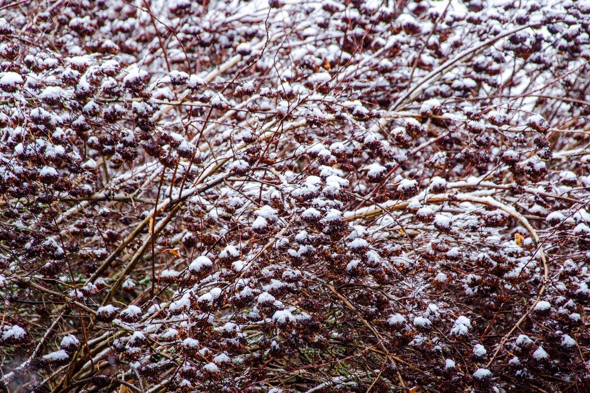____ - Галина Ложечникова