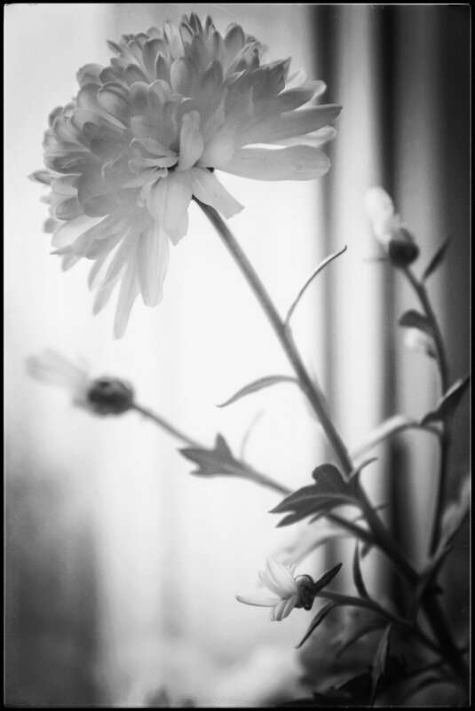 Хризантема... - Руслан Хризантема... - Руслан