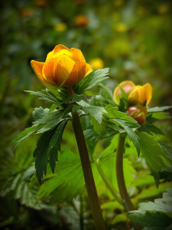 Купальницы цветы. - nadyasilyuk Вознюк