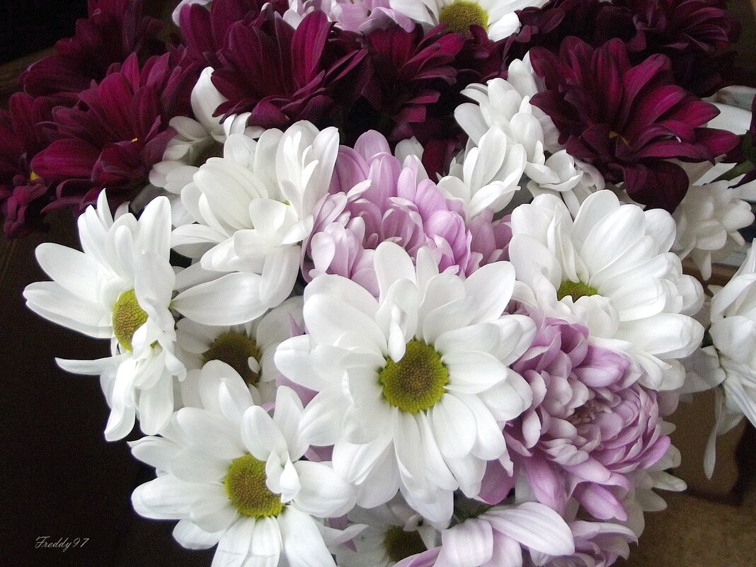 Хризантемы - Freddy 97