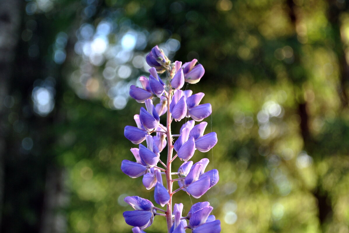 "Лето, ах лето .." - AleksSPb Лесниченко "Лето, ах лето .." - AleksSPb Лесниченко