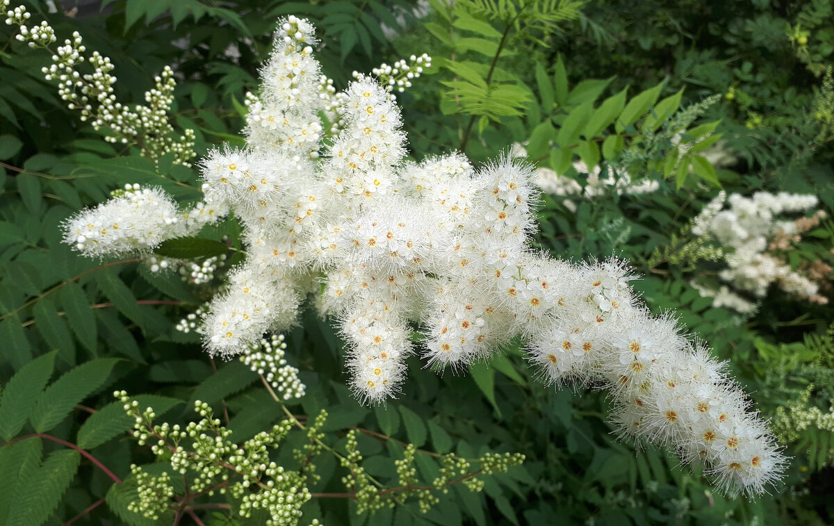 Весна - Дмитрий П
