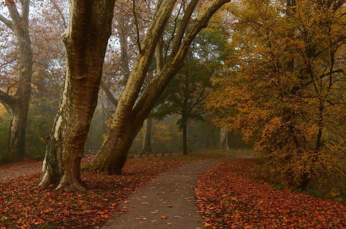 Тишина осеннего парка... - Юрий. Шмаков Тишина осеннего парка... - Юрий. Шмаков