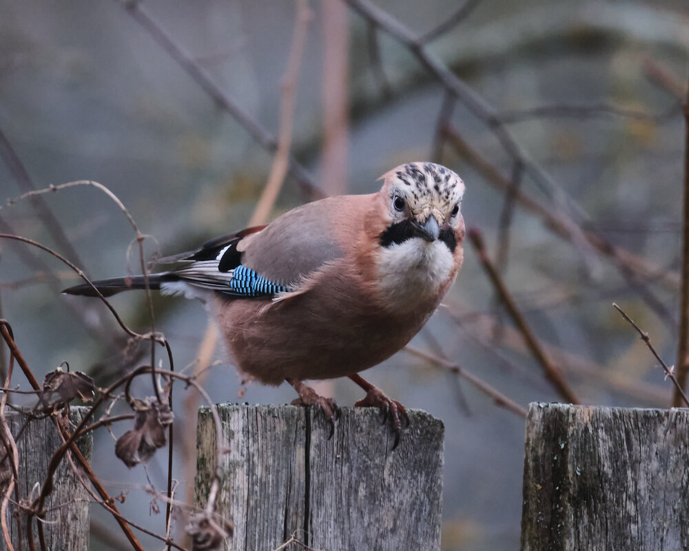 Сойка - Александр 