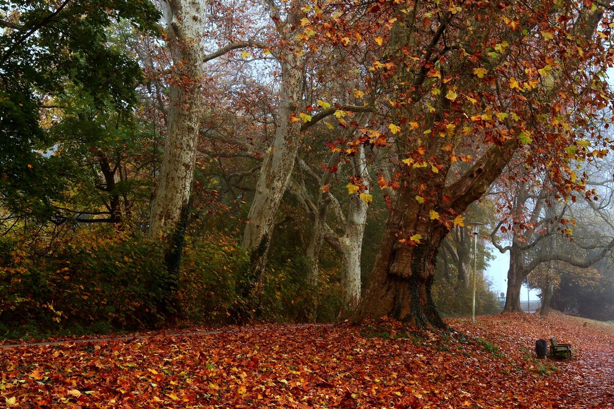 Осенний парк — в янтарной тишине - Юрий. Шмаков Осенний парк — в янтарной тишине - Юрий. Шмаков