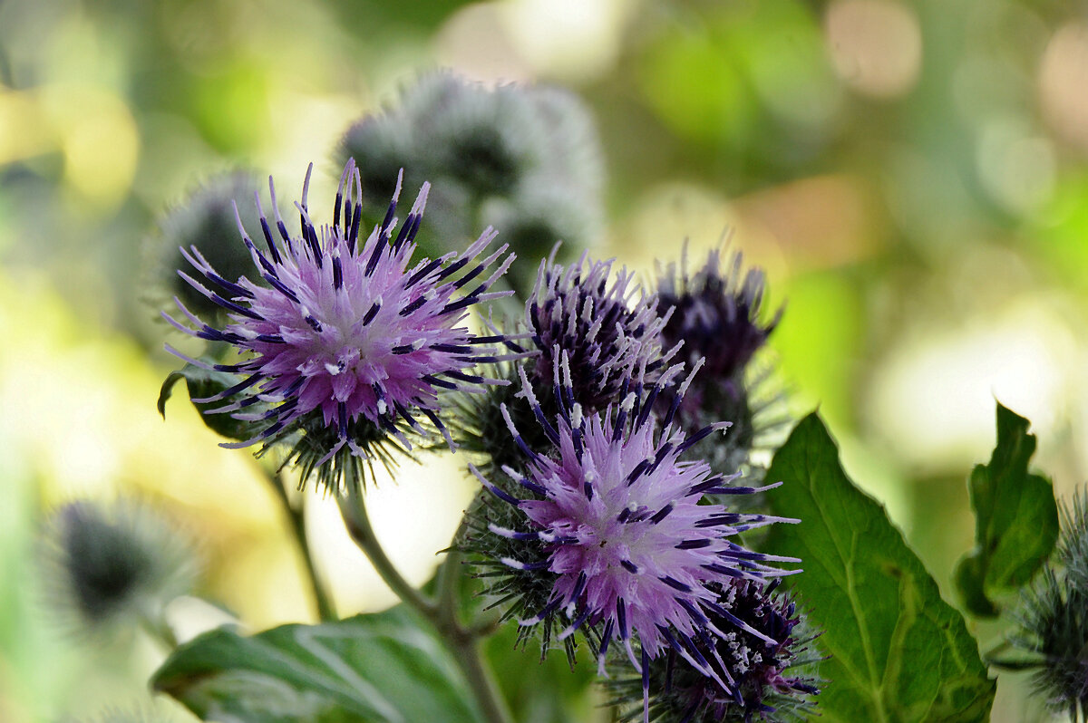 Репейник - Надежда Куркина 