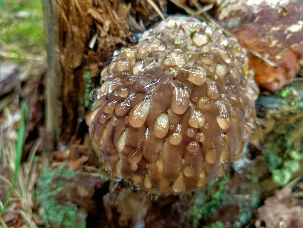 ... - Ольга Митрофанова