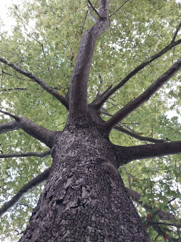 Дерево - "слон" - Маргарита Б