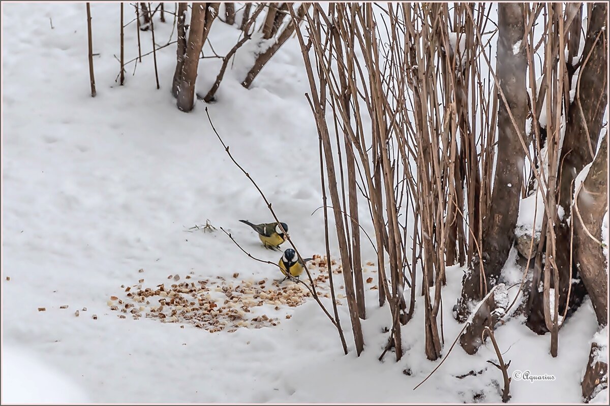 Снегопад... - Aquarius - Сергей Снегопад... - Aquarius - Сергей