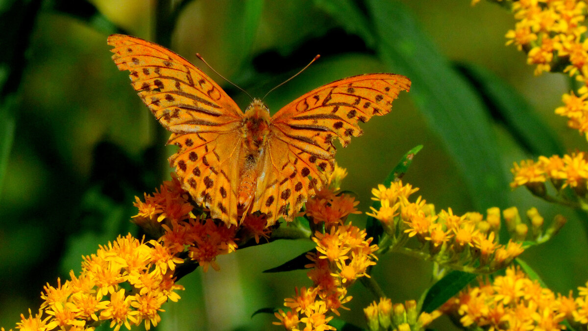 опять про бабочек...170 - Александр Прокудин опять про бабочек...170 - Александр Прокудин