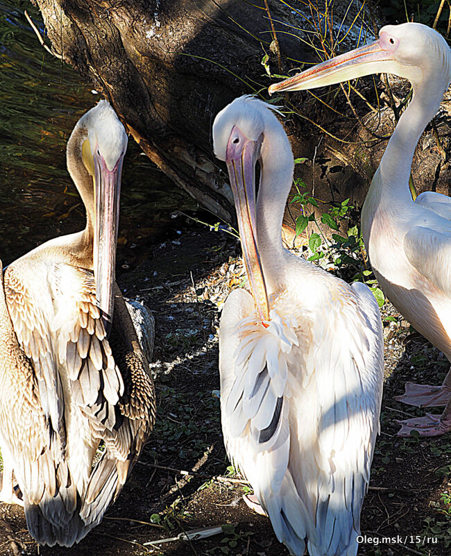 на троих - Олег Лукьянов на троих - Олег Лукьянов