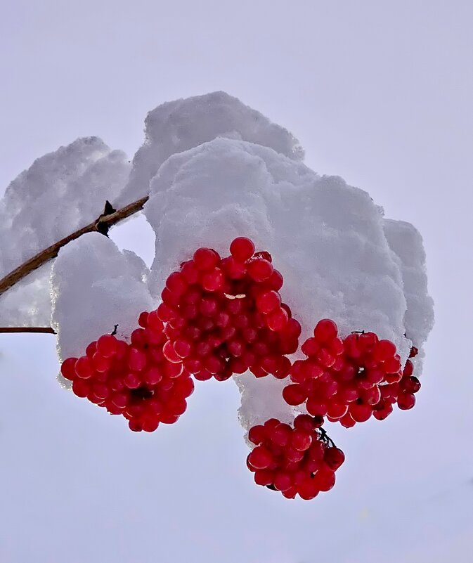 Калиновое безе! - Михаил Свиденцов