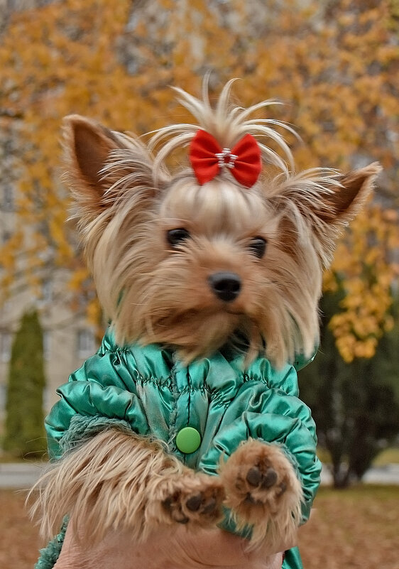 Учусь позировать! - Валентина Нефёдова Учусь позировать! - Валентина Нефёдова