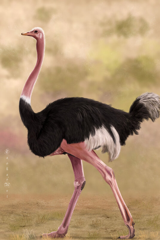 Страус - Наталия Львова