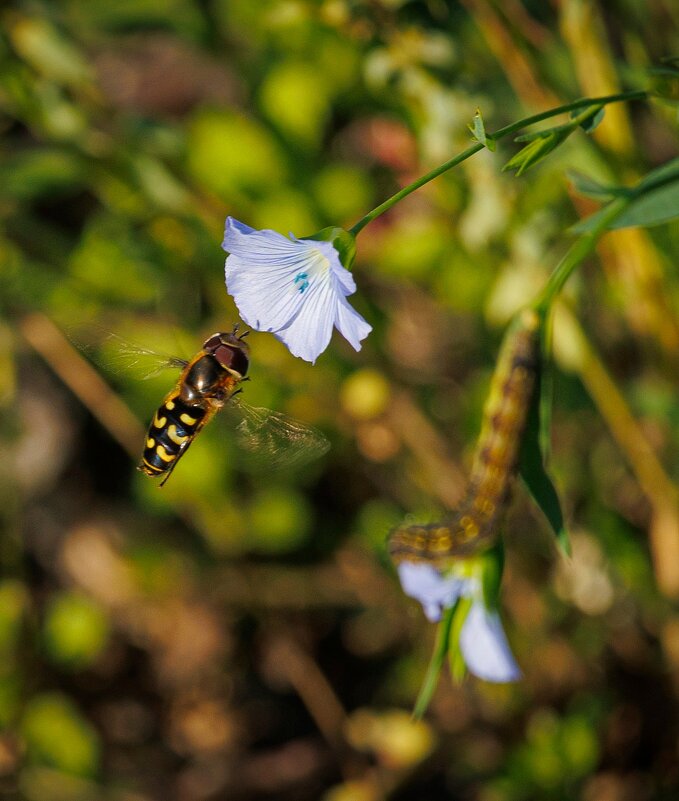 Наш декабрь - Светлана Тихонина