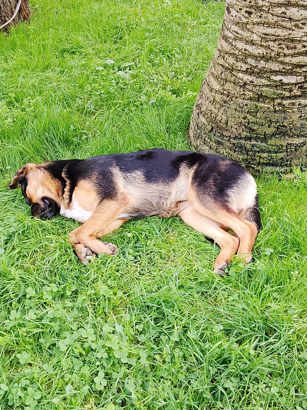 Прогулка по городу - Tata Wolf