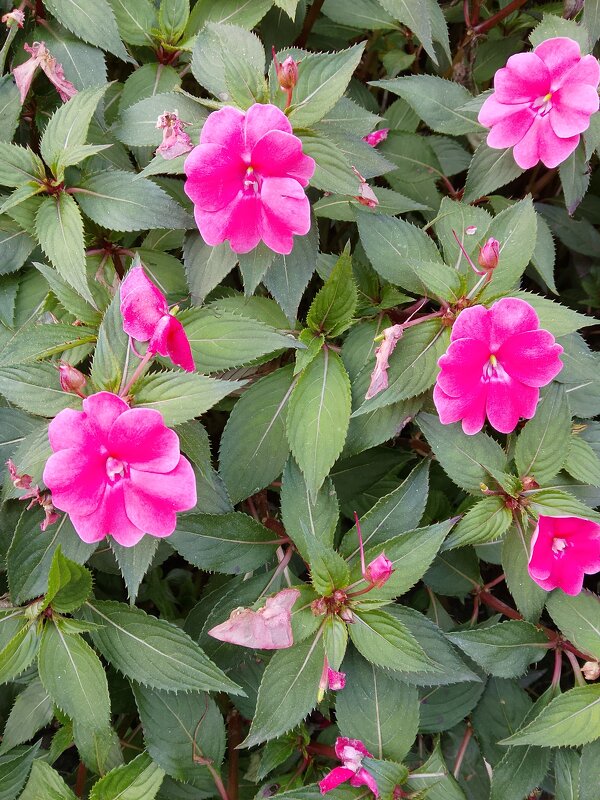 Прогулка по городу - Tata Wolf Прогулка по городу - Tata Wolf