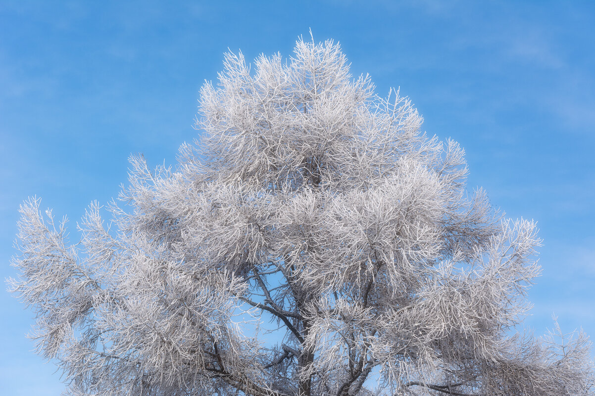 Зимние чудеса - Виктор Иванович Чернюк Зимние чудеса - Виктор Иванович Чернюк