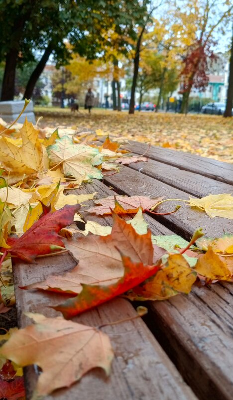 Петербургская осень - Юлия Петлякова