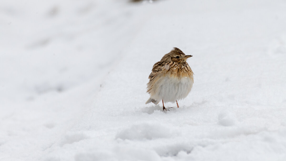 Неожиданно вернулась зима. Певчий дрозд - Владимир Лазарев Неожиданно вернулась зима. Певчий дрозд - Владимир Лазарев