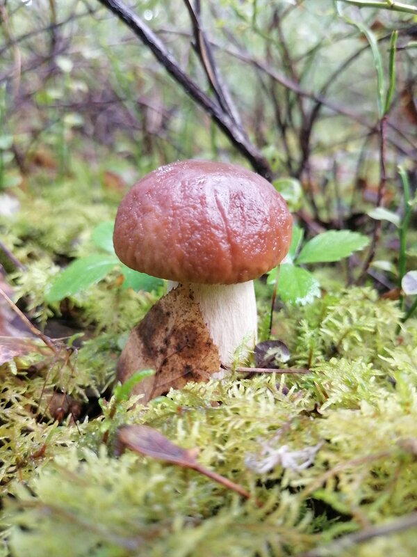 Белый - Зоя Мишина Белый - Зоя Мишина