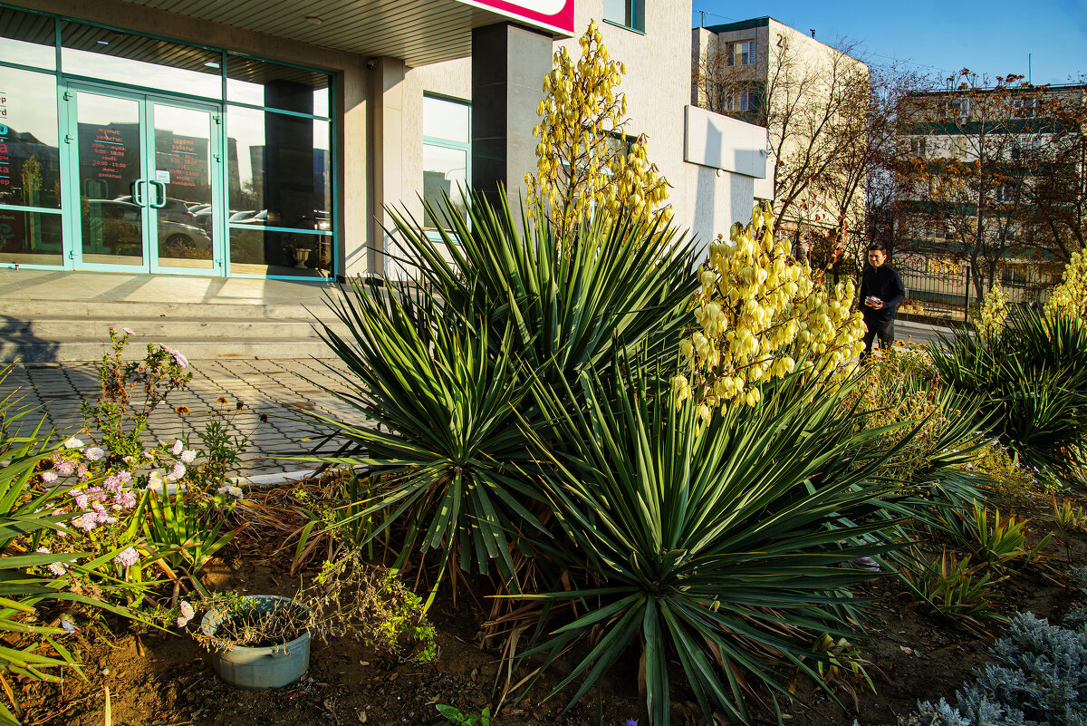 Дворик - Анатолий Чикчирный