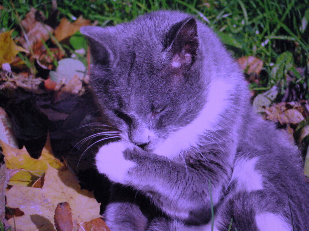 Соседский котик умывается - Людмила Смородинская Соседский котик умывается - Людмила Смородинская