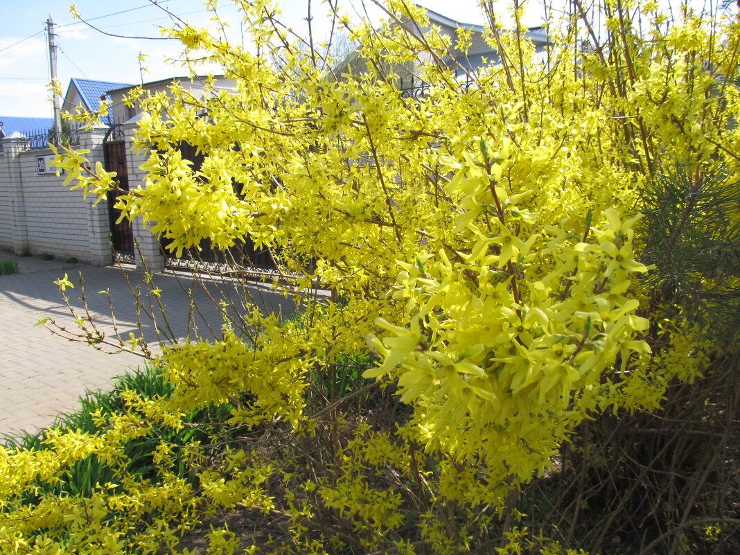 форзиция - Елена Шаламова