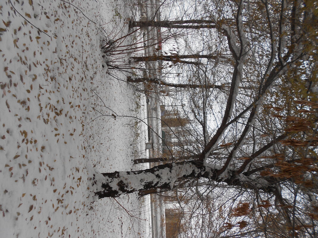 Такой разный ноябрь - Елена Шаламова Такой разный ноябрь - Елена Шаламова