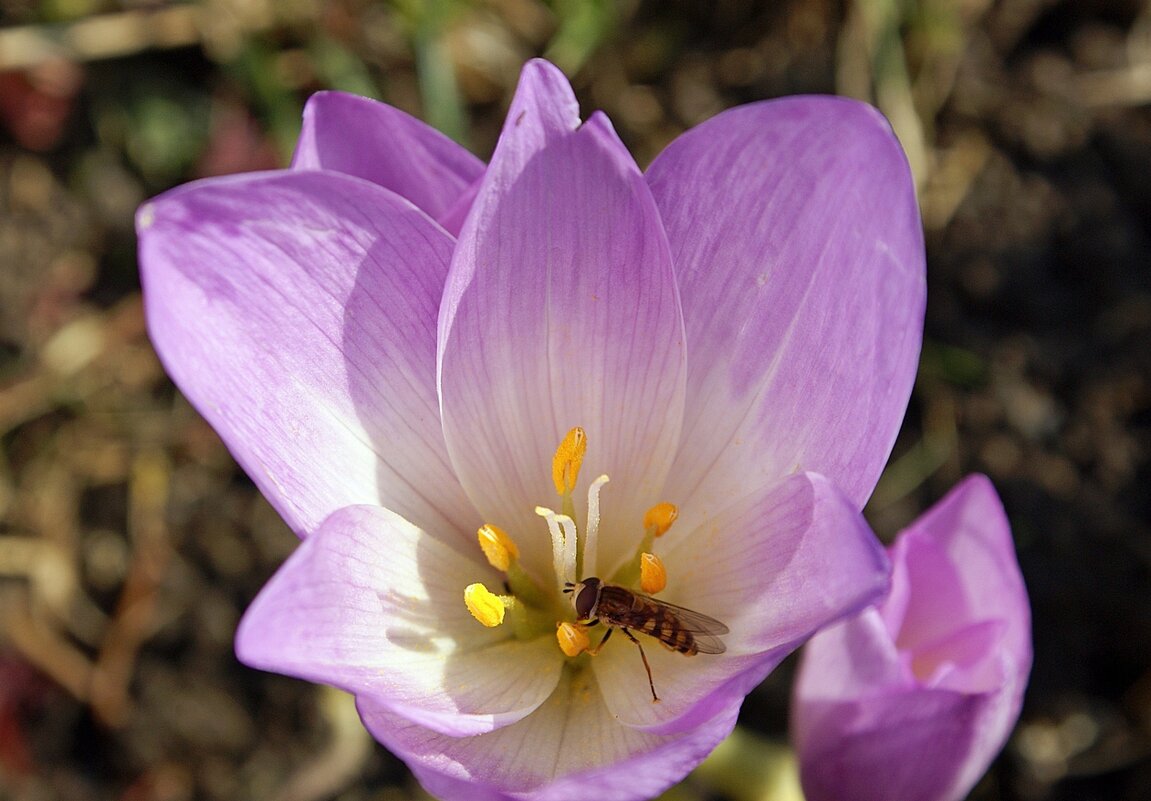 Безвременник - Галина Нестратова