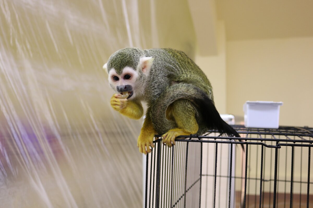 Сёма и виноград - Ольга Сёма и виноград - Ольга