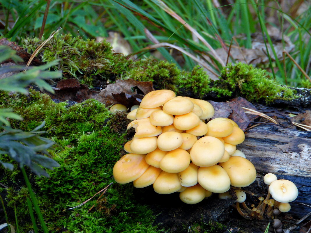 Грибочки. - nadyasilyuk Вознюк Грибочки. - nadyasilyuk Вознюк