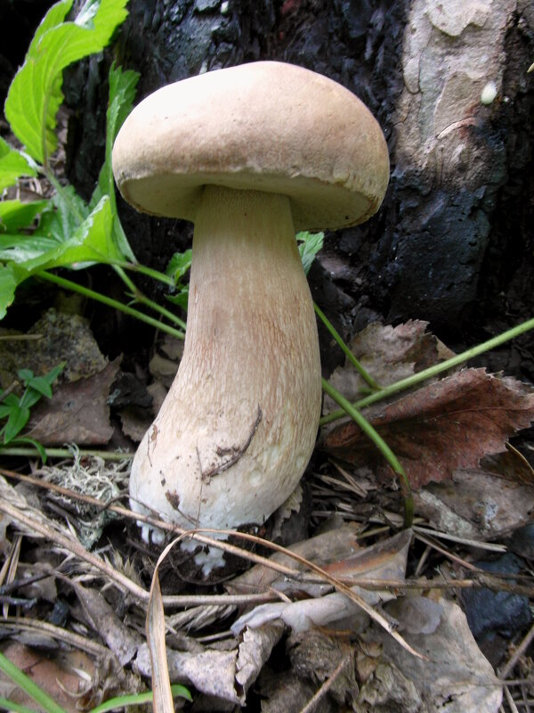 Симпатичная находка. - nadyasilyuk Вознюк Симпатичная находка. - nadyasilyuk Вознюк