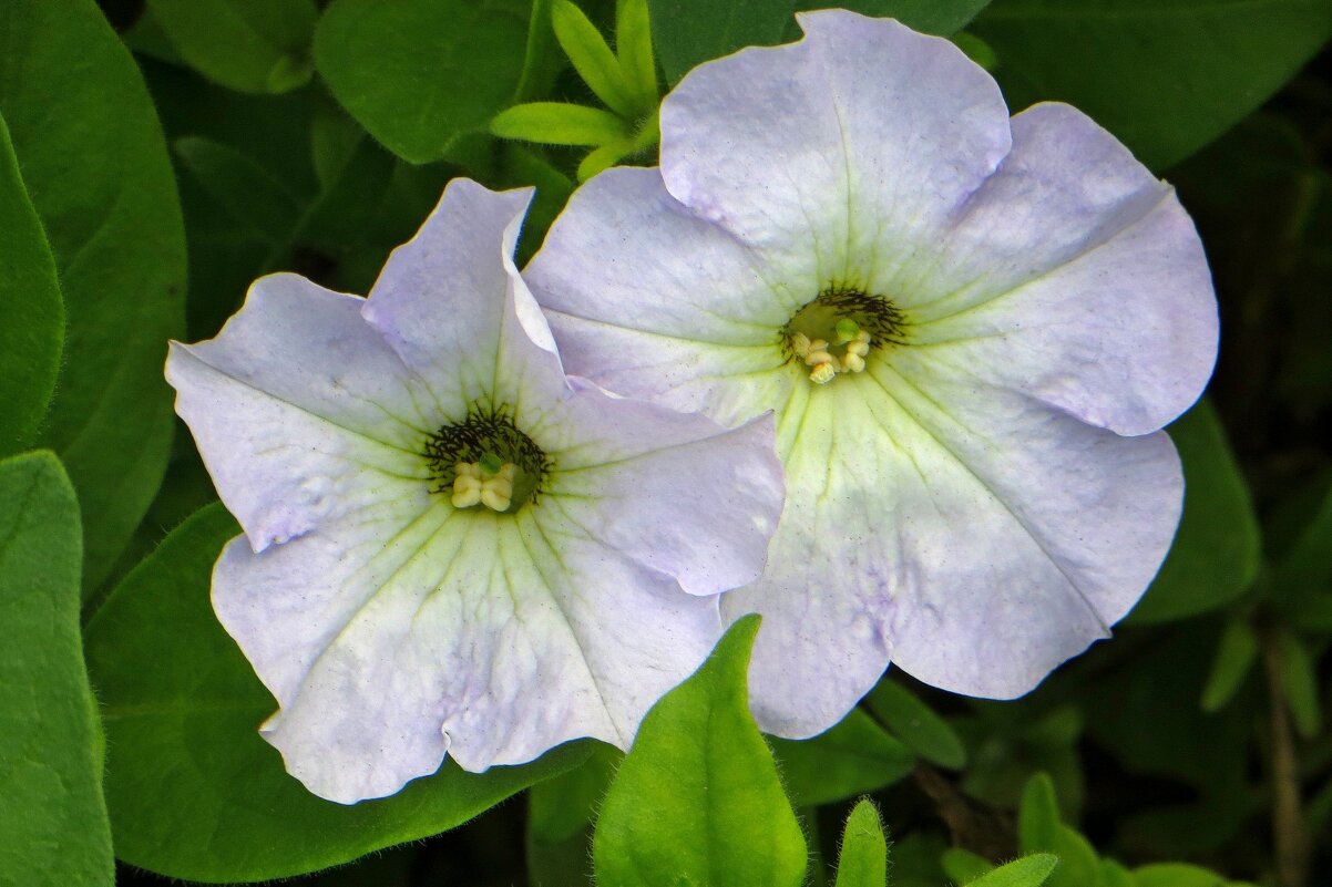 Стойкие петунии - Татьяна Смоляниченко Стойкие петунии - Татьяна Смоляниченко